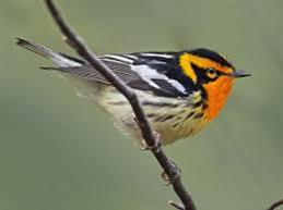 Blackburnian Warbler