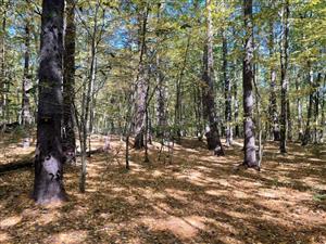 Camp Acton #4