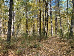 Camp Acton #6