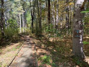 Camp Acton #8